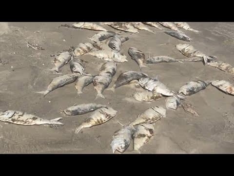 Raw video | Dead fish washing up on west end of Galveston Island