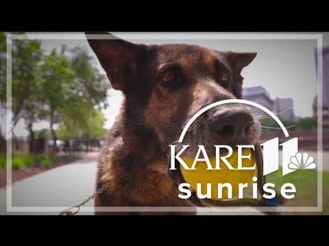 Legalizing pot in Minnesota leads to the early retirement of some police K9s