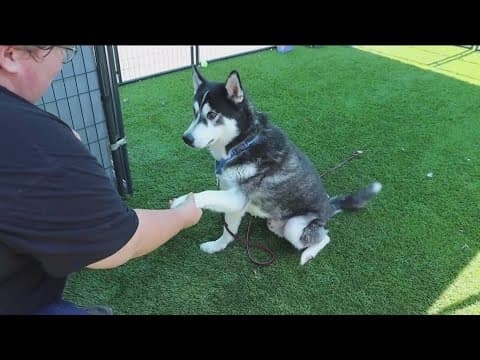 Animal shelters across the country are at capacity as many can't afford to keep their pets