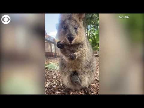 Baby quokka peeks out of mom's pouch