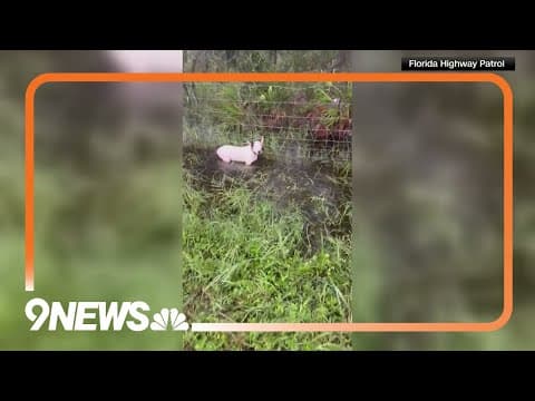 Troopers save dog tied to pole as Hurricane Milton hits Tampa