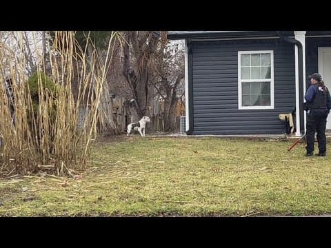 LIVE | 85-year-old man dead after dog attack, one dog still on the loose