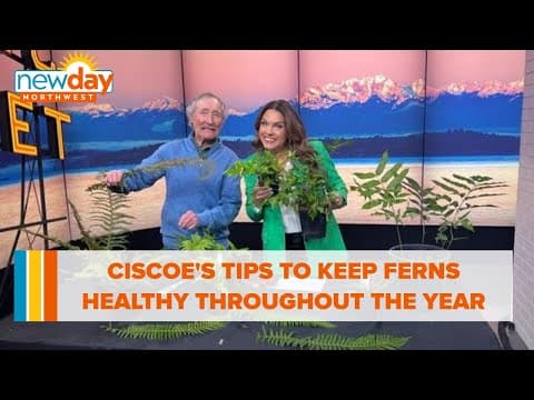 Ciscoe’s tips to keep ferns healthy throughout the year - New Day NW