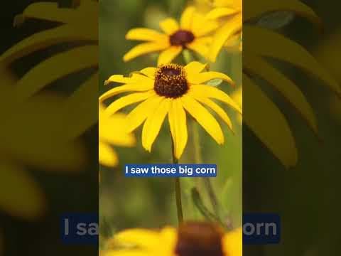 A Minnesota pharmacy worker is growing a giant smiley face using flowers.