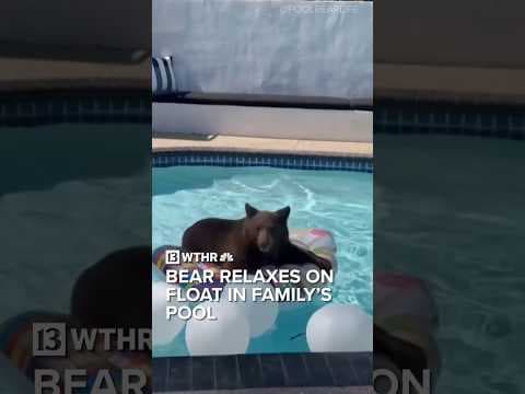 Bear relaxes on float in family’s pool