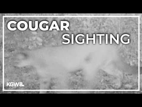 Cougar spotted in Salem park