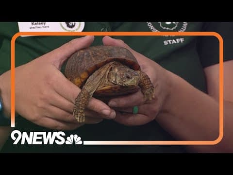 Learning more about boreal toads, bull snakes