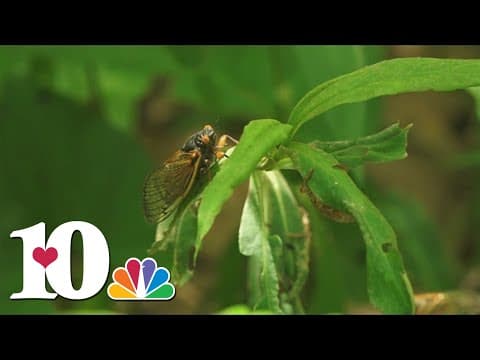 13-year cicadas expected to swarm some parts of East Tennessee this summer