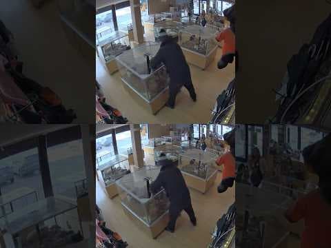 Bulldog Puppies Stolen From Pet Store