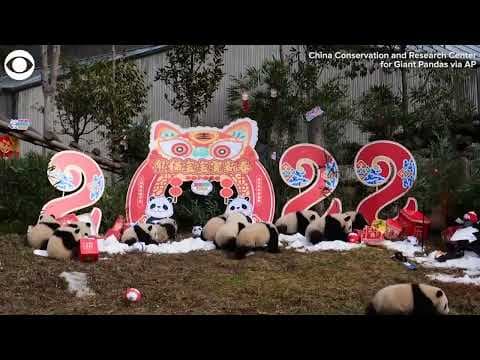 20 panda cubs make their debut in China