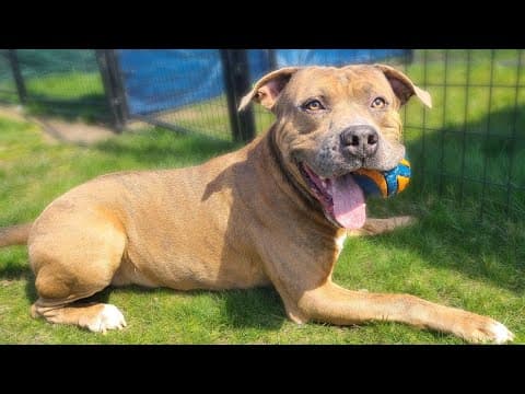 Pets of the Week: 6-7-2025