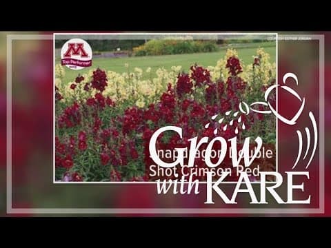 Grow with KARE: 2024 Top Ten list of annuals to plant this year