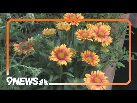 Best drought-resistant plants for gardens