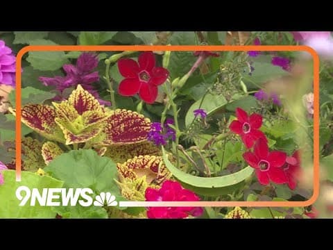 How to take cuttings from your garden
