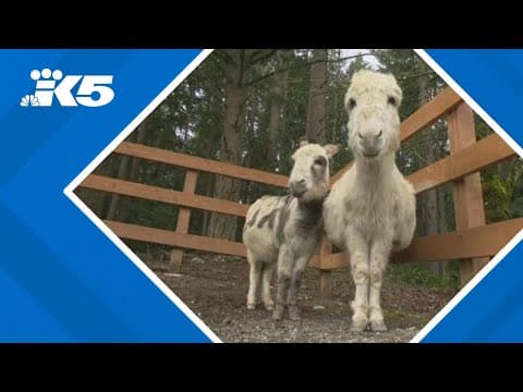 Stolen donkeys in Bellevue reunited with owner