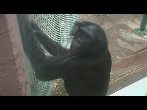 Bonobo exhibit opens at Columbus Zoo