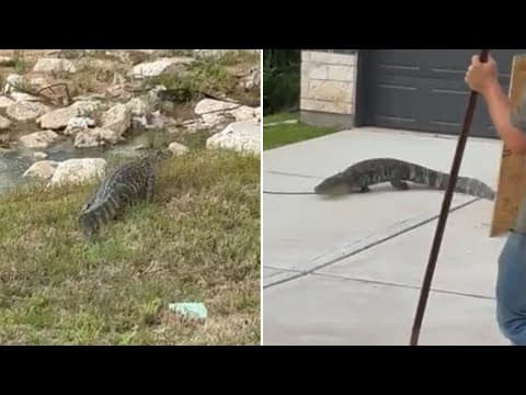 Alligator found lounging on Conroe front porch