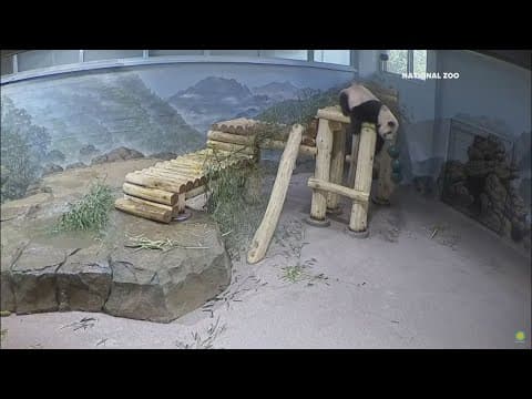 Celebrate Bao Li's 4th birthday at National Zoo