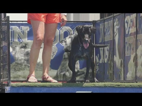 Dogs make a splash at Maryville's Summer on Broadway festival
