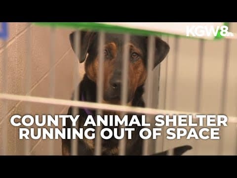 Multnomah County Animal Services offering Valentine's Day deal for pet adoption event