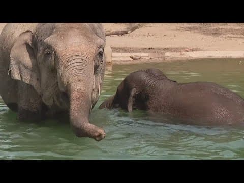 Elephants, ostriches had biggest reactions to the eclipse at the Columbus Zoo
