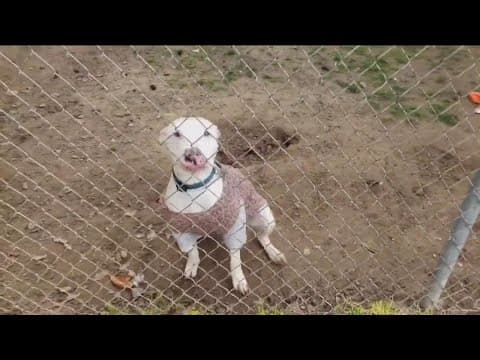 Meet Blaze at Rancho Coastal Humane Society