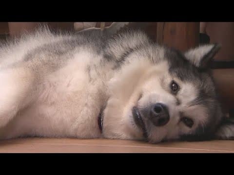 Data shows pet marijuana toxicity cases on the rise