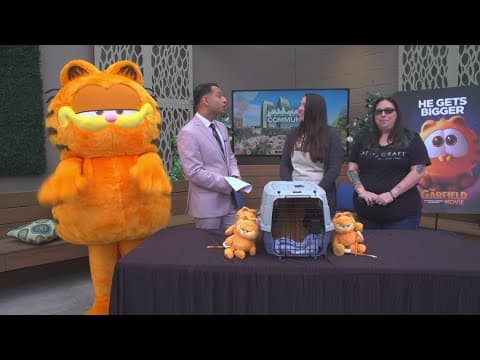 San Diego, Vista cat cafés celebrate new Garfield movie and raise awareness about adoptable cats