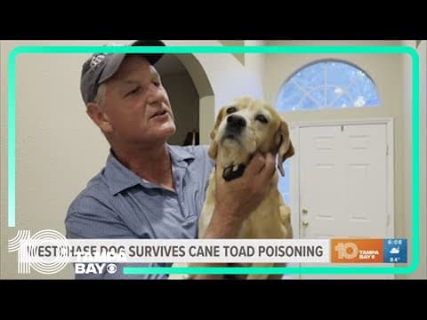 Westchase family says dog recovering after cane toad poisoning