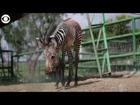 Endangered baby zebra makes its debut at zoo in Mexico