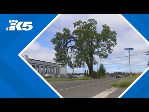 400-year-old oak tree on Tumwater historical registry could soon be history itself