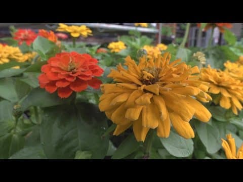 Tips for planting a cutting garden