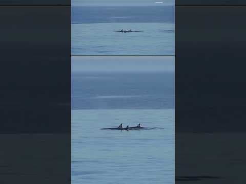 The orcas were seen Monday near swimmers and were following a dolphin at one point. #lajolla #orca