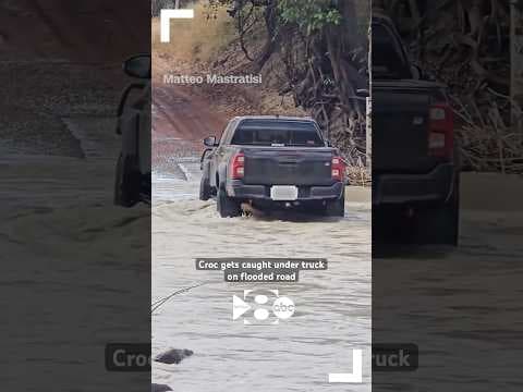 A crocodile got caught under the wheels of a truck on a flooded road in Australia