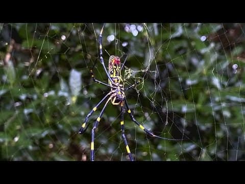 Joro spiders population spreading across America