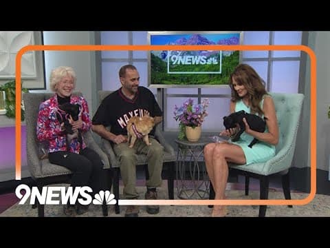 These sweet, playful pups need a forever home