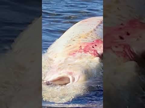 Giant sturgeon washes ashore in Lake Washington #shorts