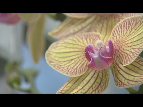 Denver Botanic Gardens closes to protect tropical exhibits amid cold snap