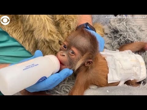 Baby Sumatran orangutan being cared for by staff at zoo in New Orleans