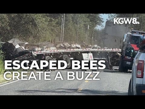 250 million bees unleashed after semitruck overturns near Canadian border in Washington