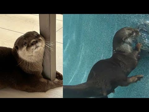 Meet 'Splash': The Asian small-clawed otter is being trained to search for missing people