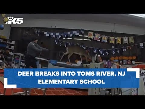 Deer breaks into New Jersey school