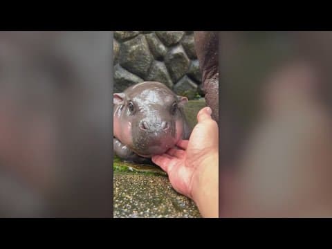 Moo Deng is the latest viral sensation