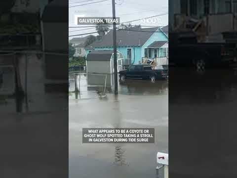 Tropical Storm Alberto: Water rises in Galveston from storm in Gulf of Mexico