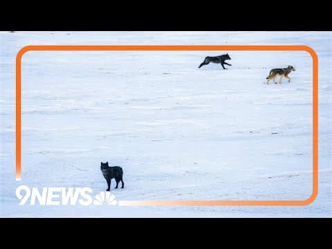 Colorado State Senator Dylan Roberts (D), talks to 9NEWS about new wolf reintroductions