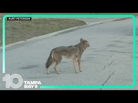 Concerns of coyotes in Siesta Key after dog's death