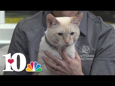 Pet of the Week: Zariel