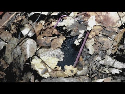 State shares new crime scene pictures from Delphi murders scene