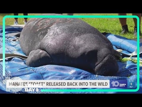 Manatee 'Toast' released back into the wild