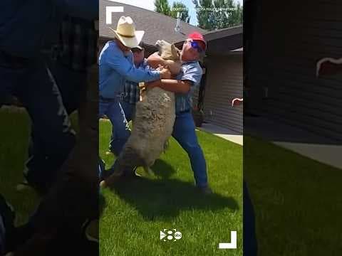 Minnesota police get help from Cowboys to wrangle sheep